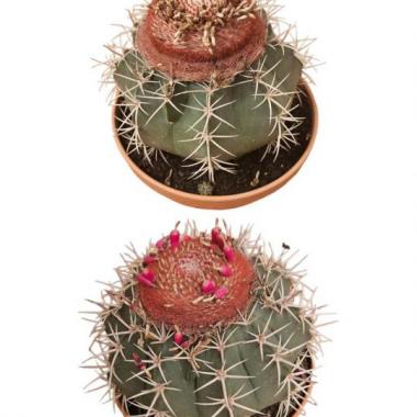 086 UNIDAD DE MELOCACTUS C-20